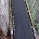 Image for article titled How To Dodge A Bullet Ant 12 Stories Up — In The Rainforest Canopy